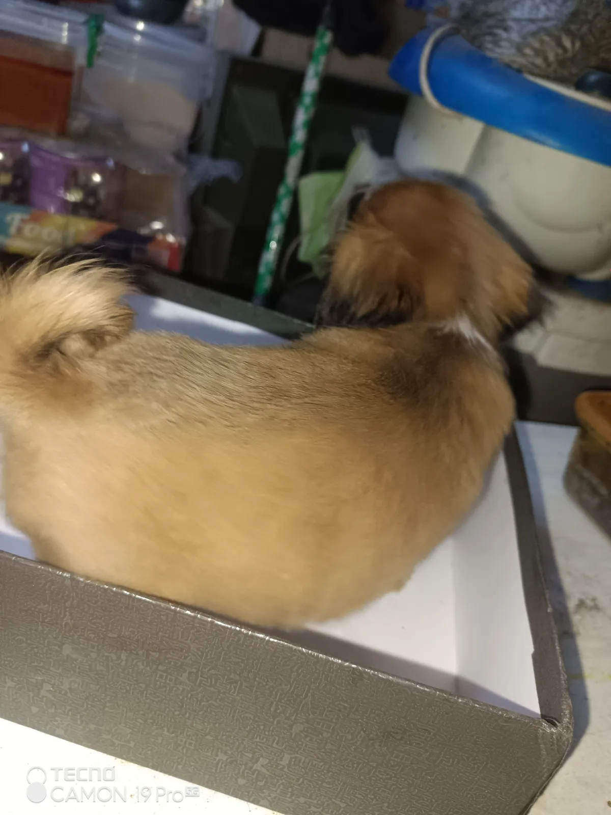 PURE BREED PUPPIES FOR SALE - Image 7