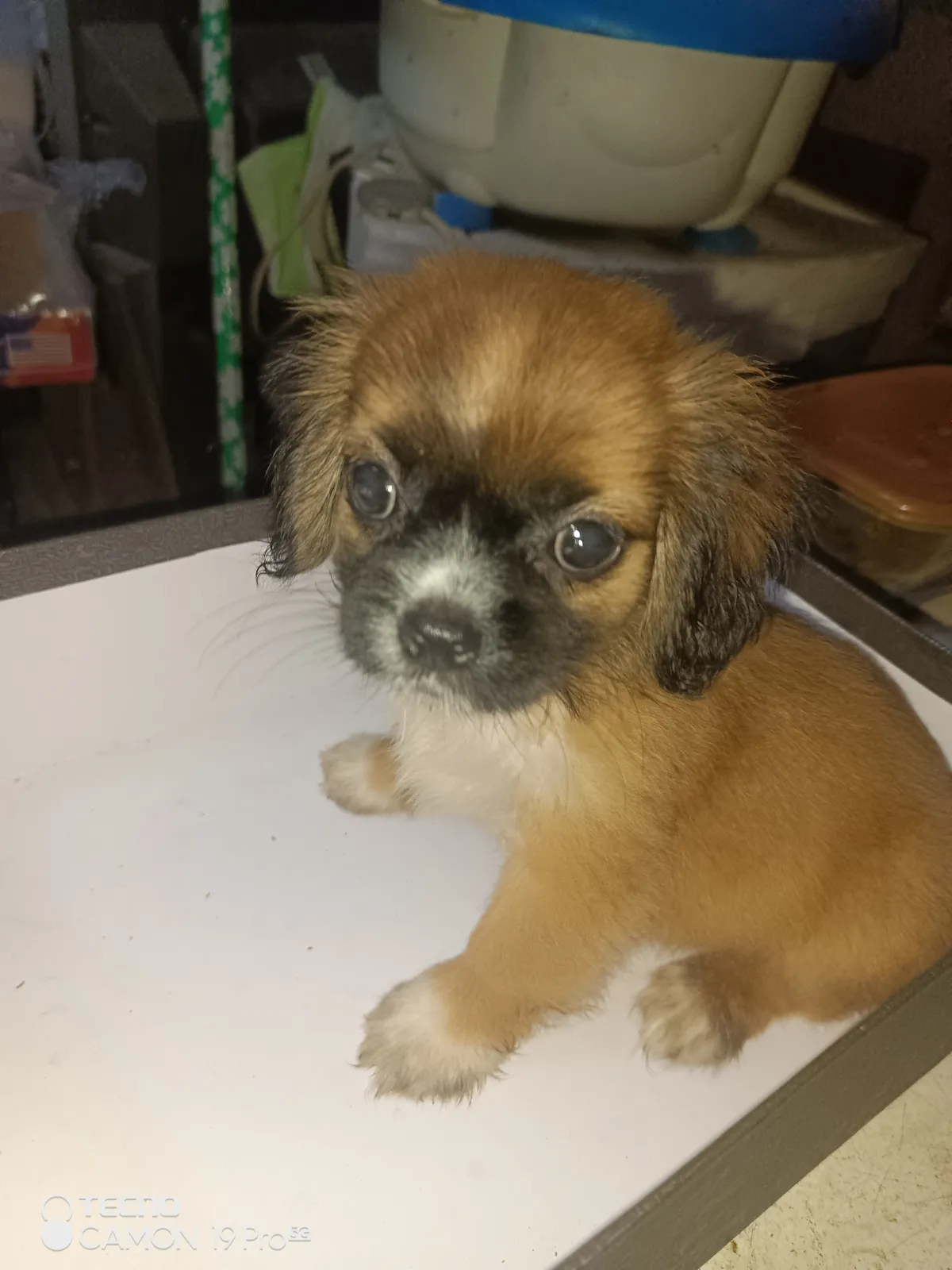 PURE BREED PUPPIES FOR SALE - Image 8