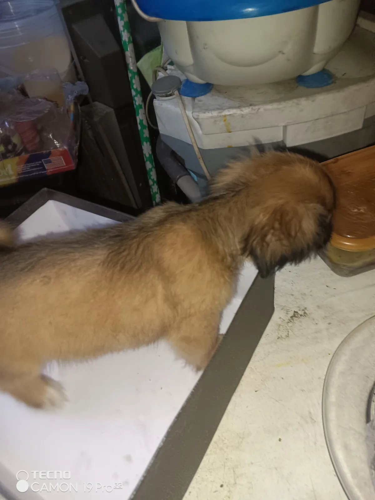 PURE BREED PUPPIES FOR SALE - Image 9
