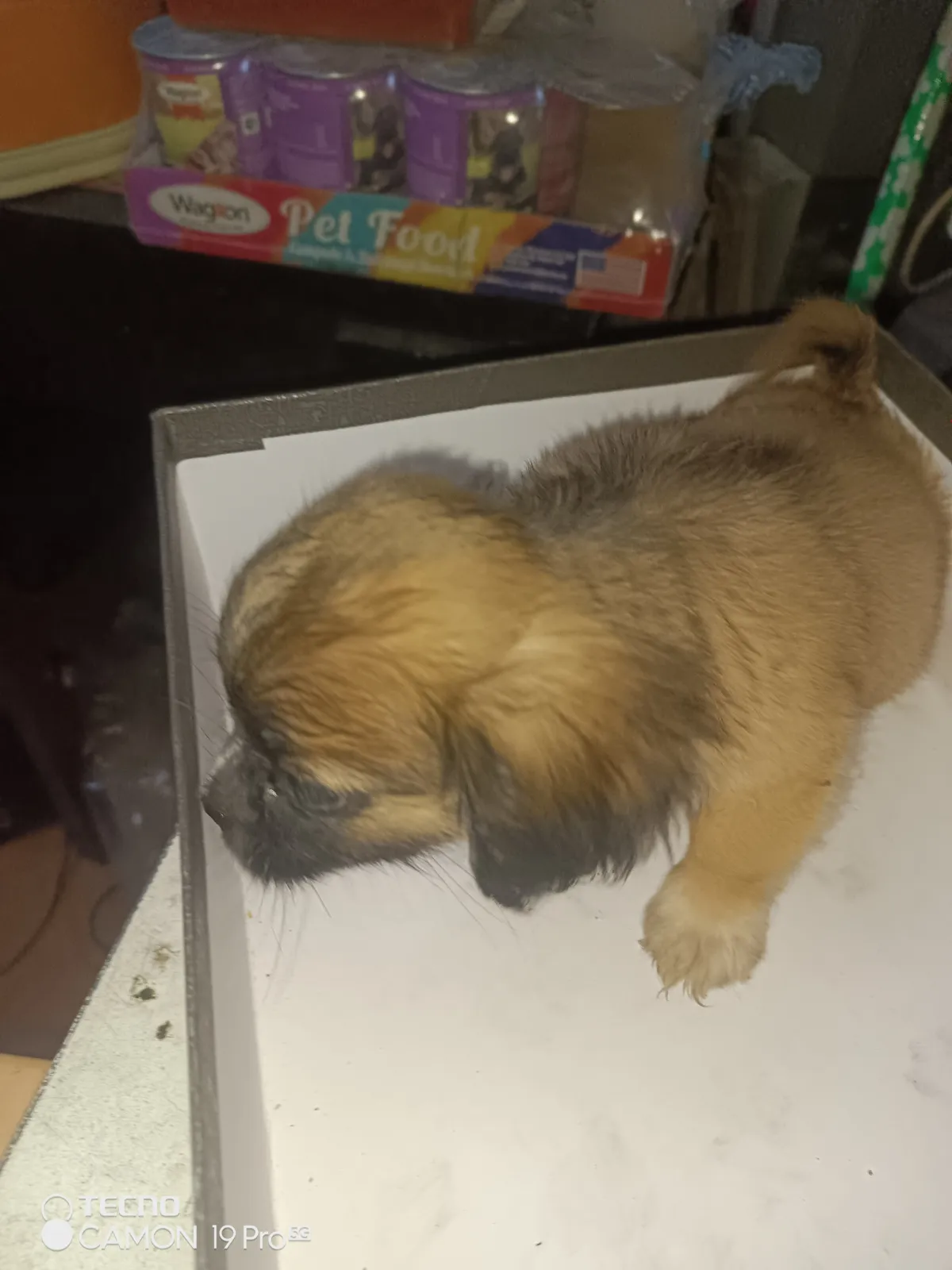 PURE BREED PUPPIES FOR SALE - Image 10