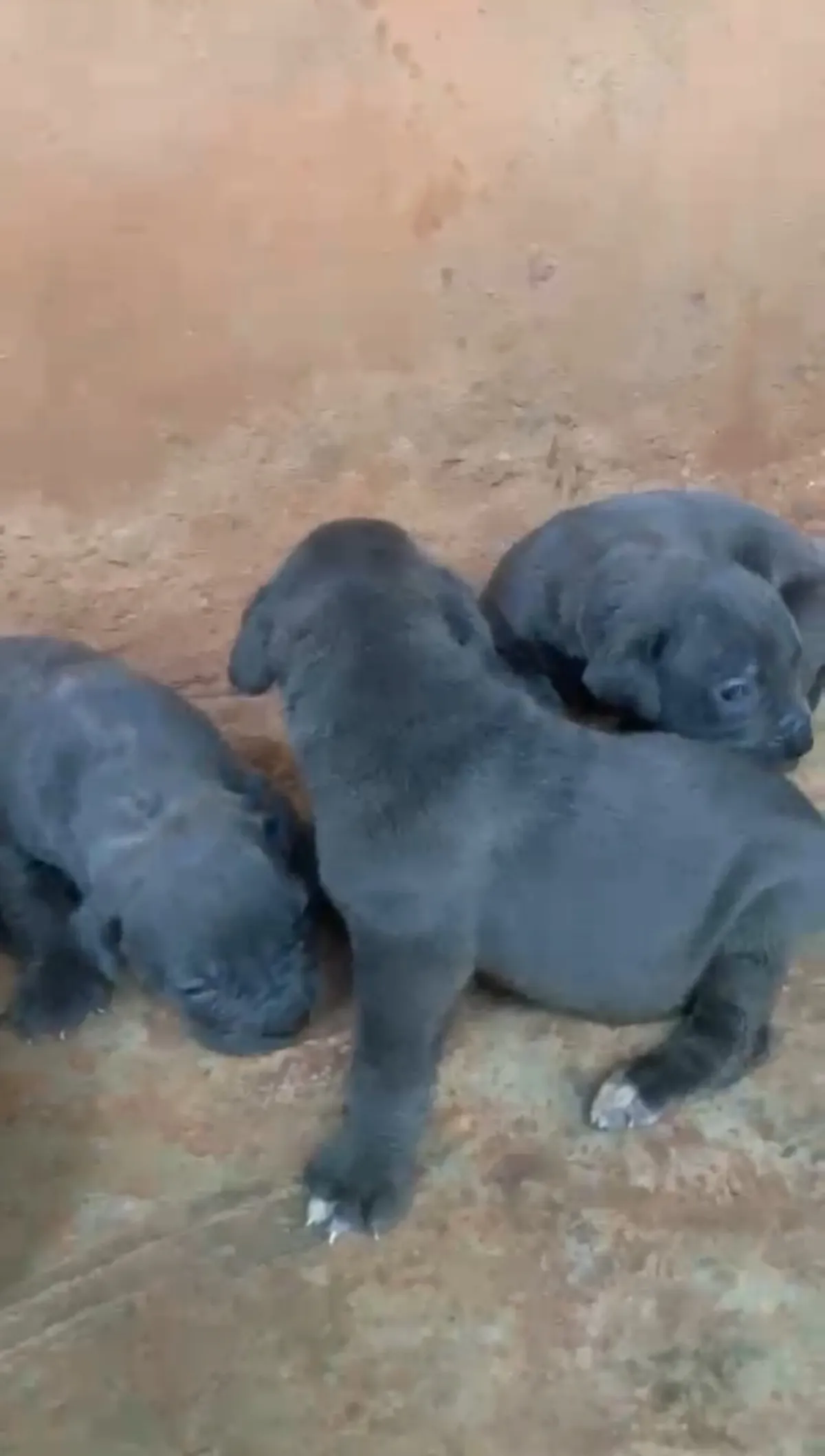 CANE CORSO - Image 1