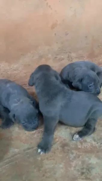 CANE CORSO