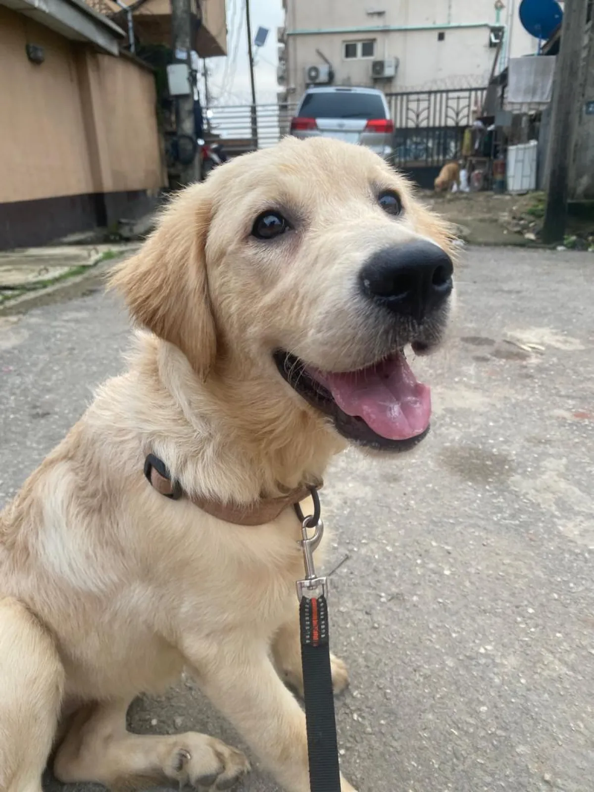 Adolescent male golden retrievers - Image 2