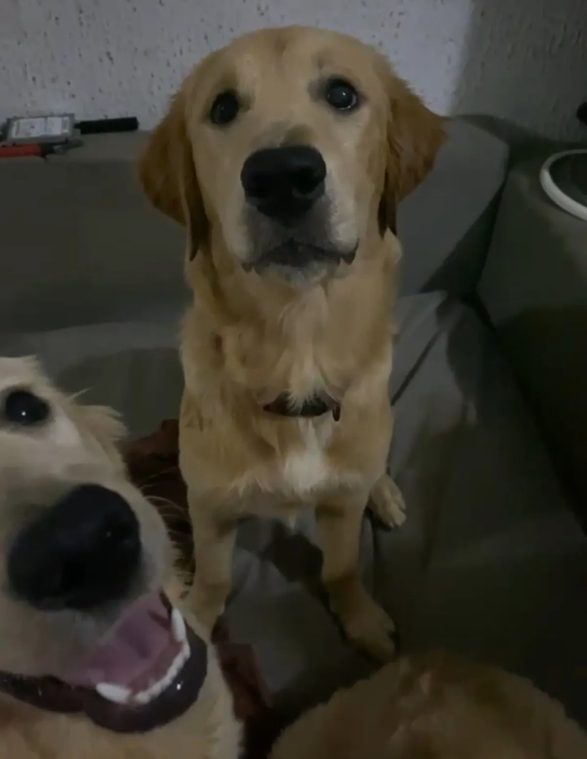 Adolescent male golden retrievers - Image 3