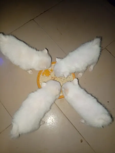 PUREBRED AMERICAN ESKIMO FOR SALE