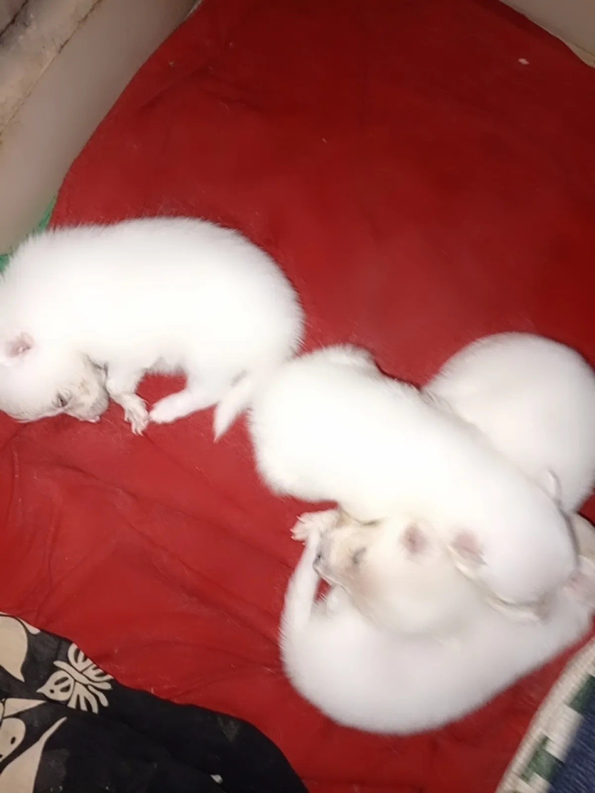 PUREBRED AMERICAN ESKIMO FOR SALE - Image 3