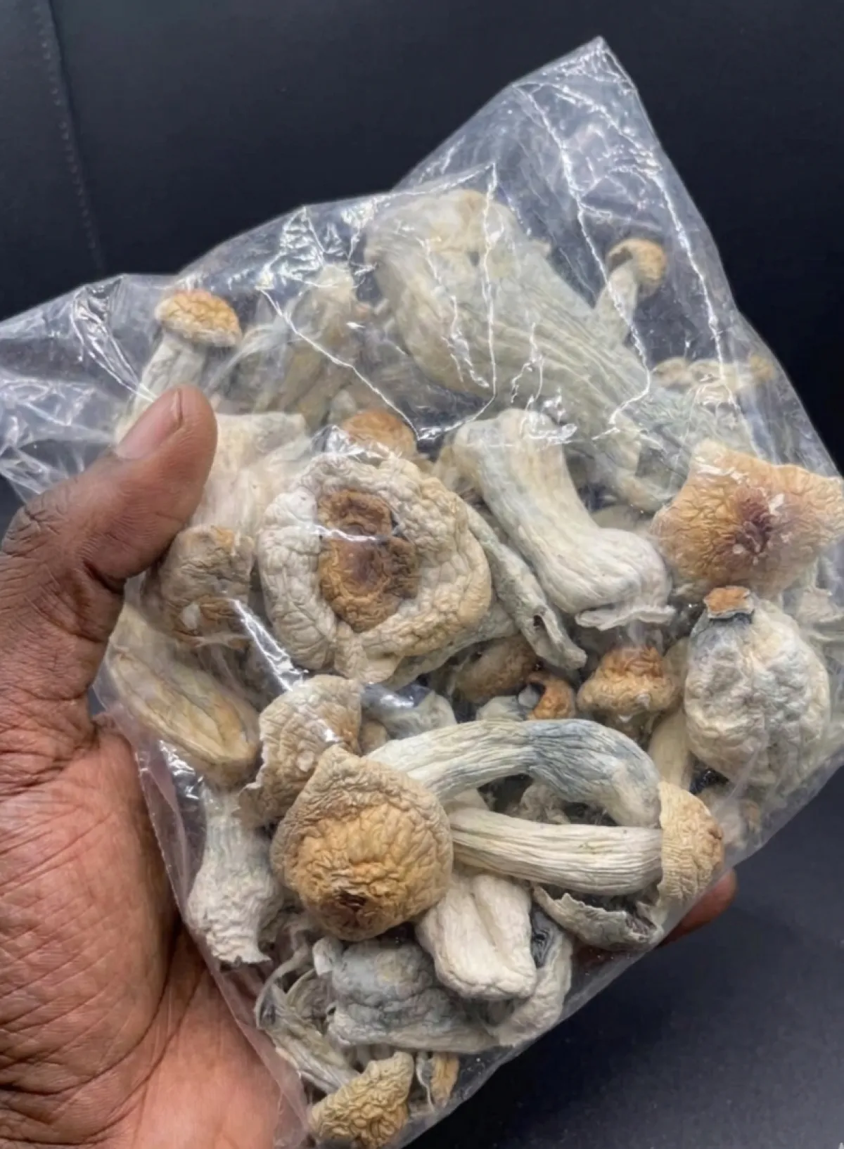 MAGIC MUSHROOM - Image 1