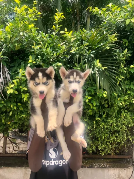 Husky