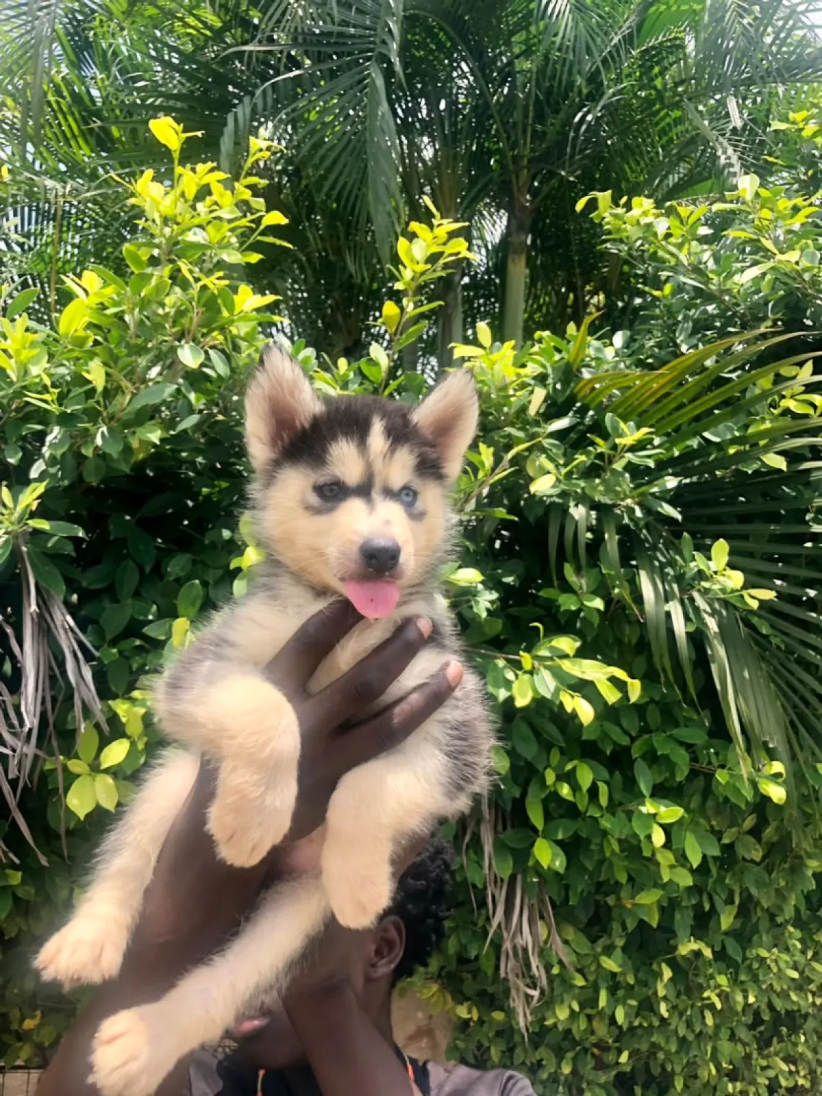 Husky - Image 2