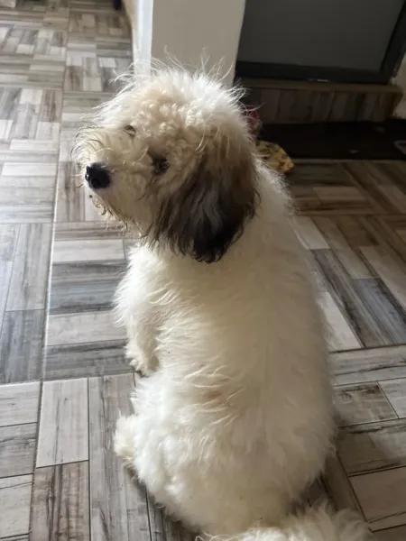 Lhasa Apso Pure breed mixed white and brown