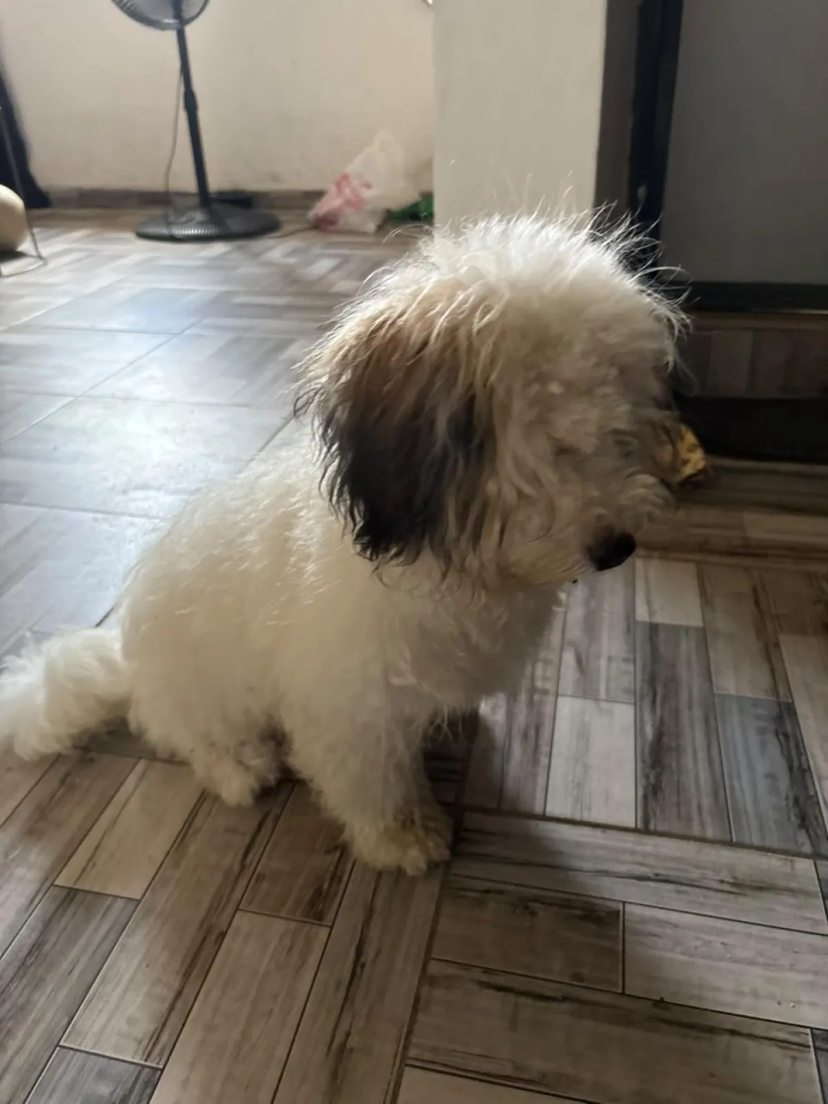 Lhasa Apso Pure breed mixed white and brown - Image 3