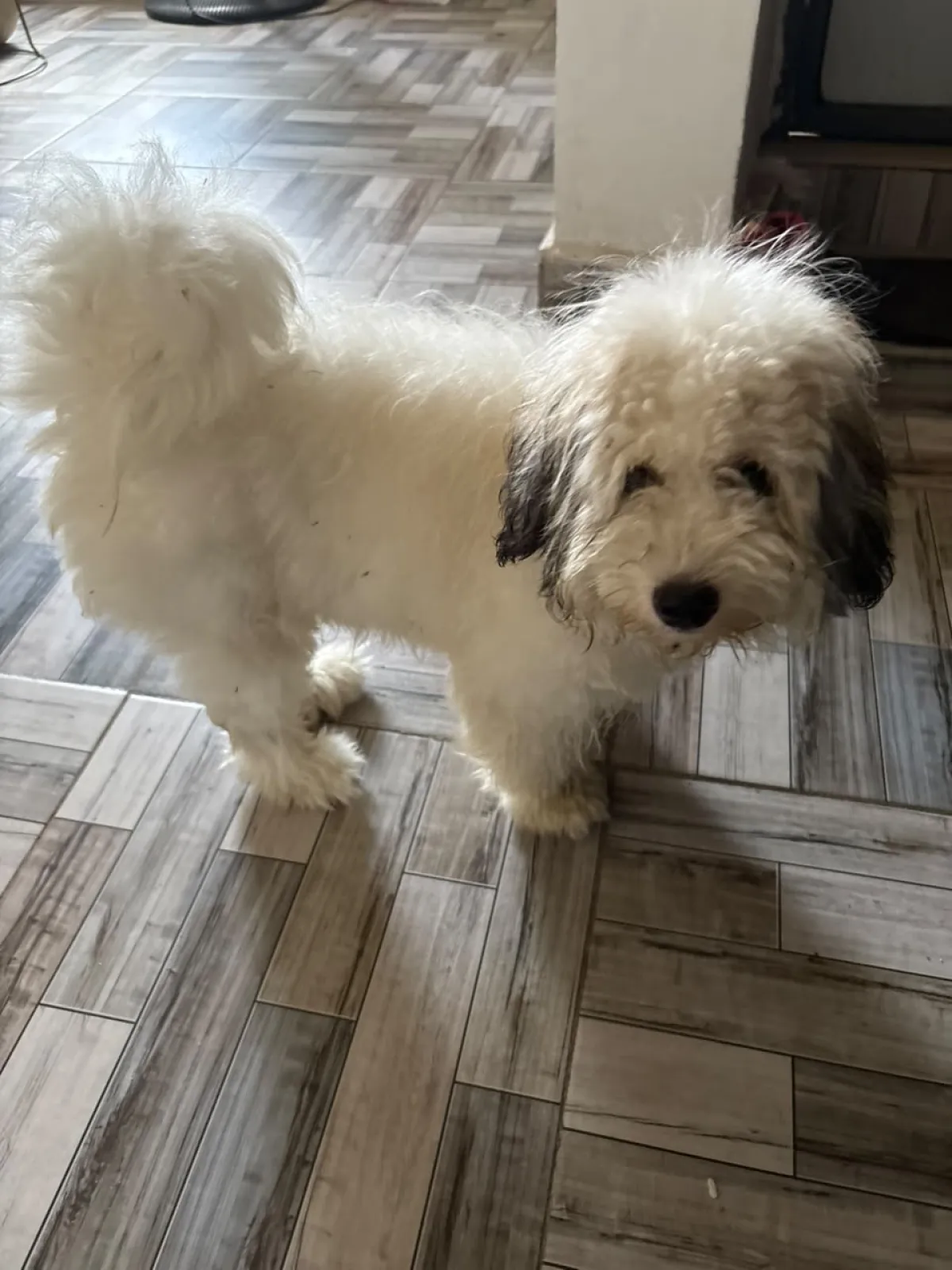 Lhasa Apso Pure breed mixed white and brown - Image 4