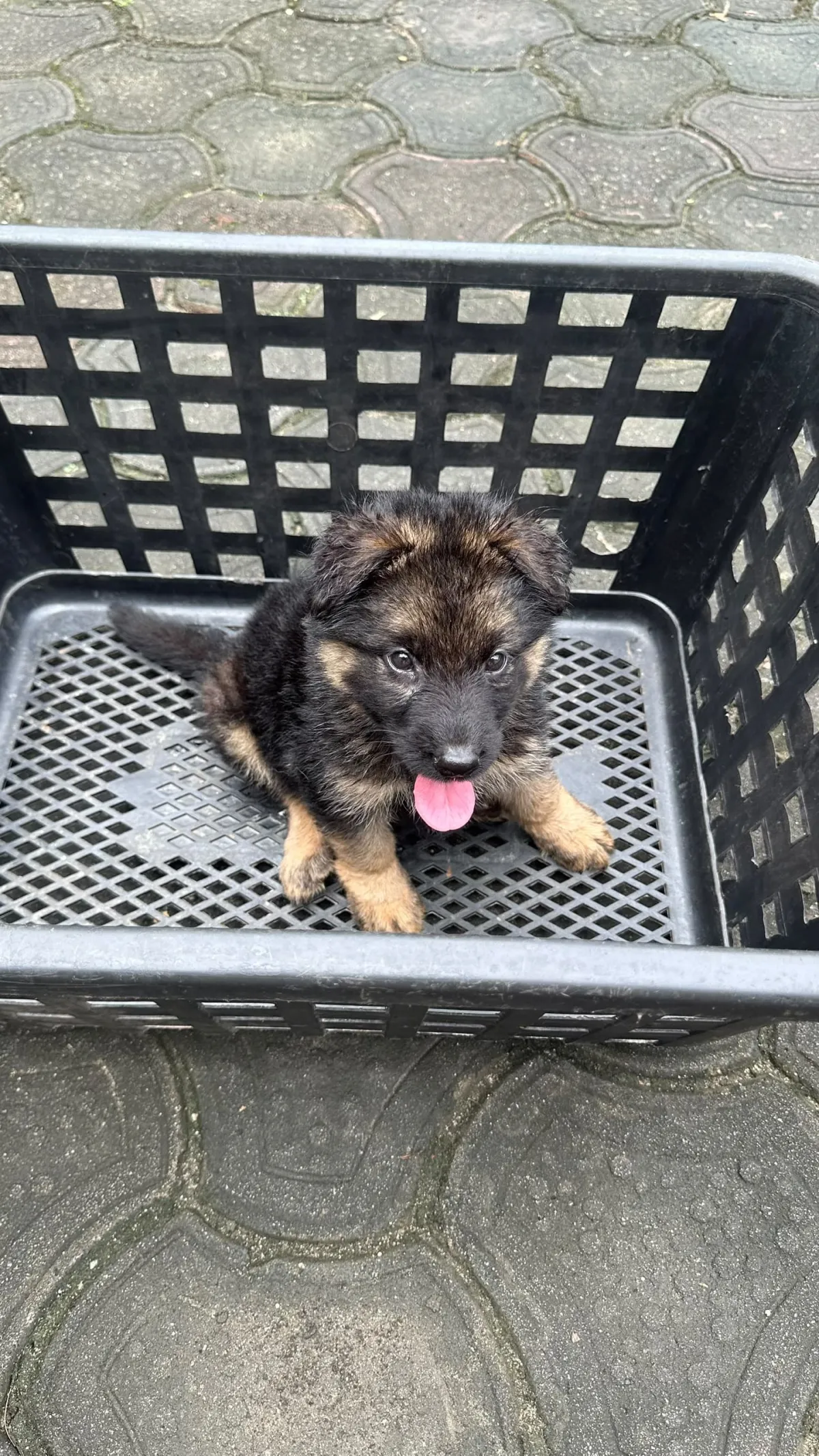 2 months old German Shepherd Puppy - Image 1