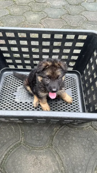 2 months old German Shepherd Puppy