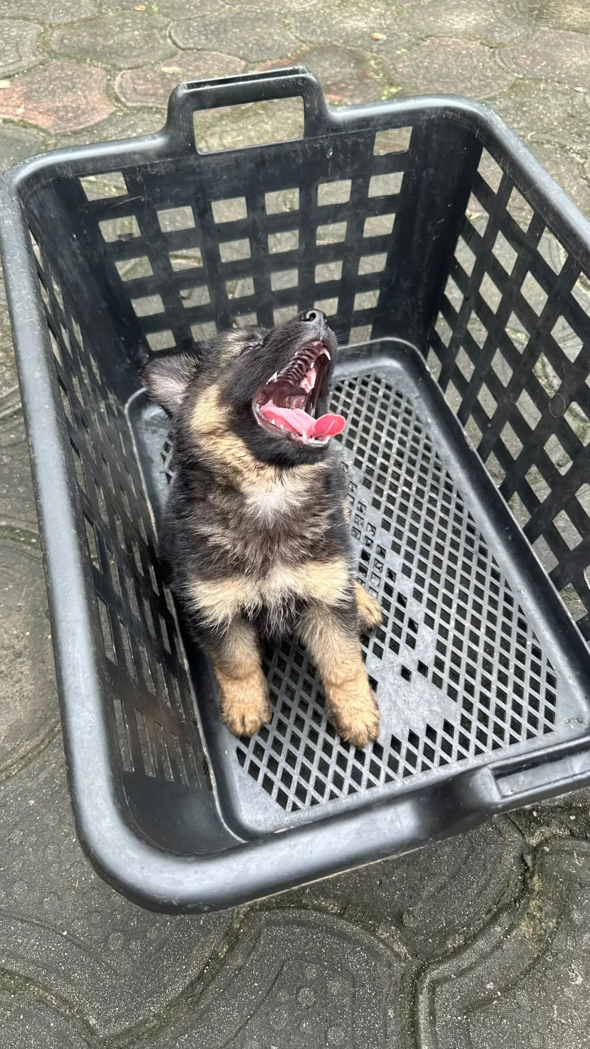 2 months old German Shepherd Puppy - Image 2