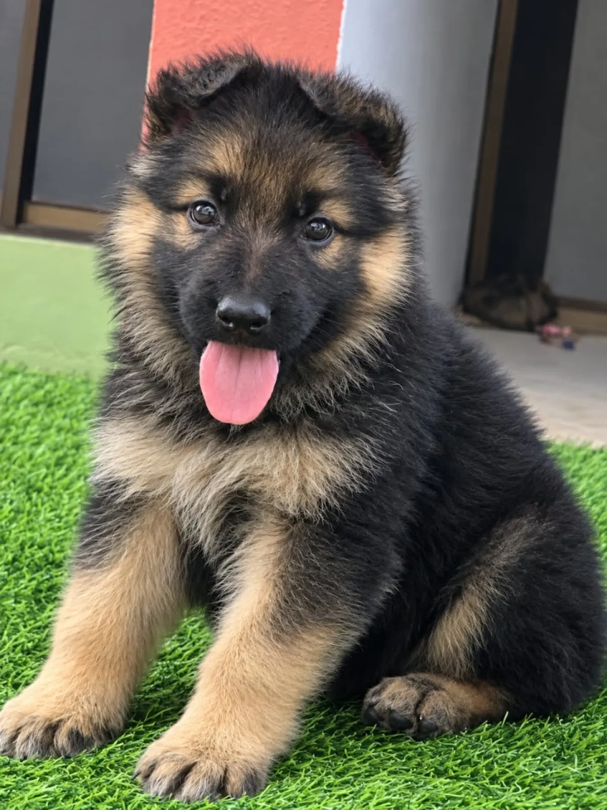 Super Quality 3 months old German Shepherd Puppy - Image 2