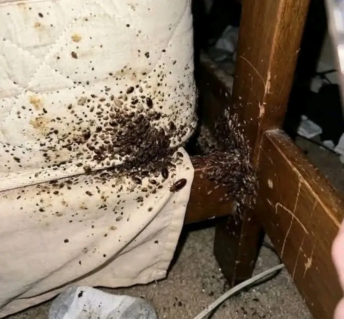 Fumigation Services - Image 7