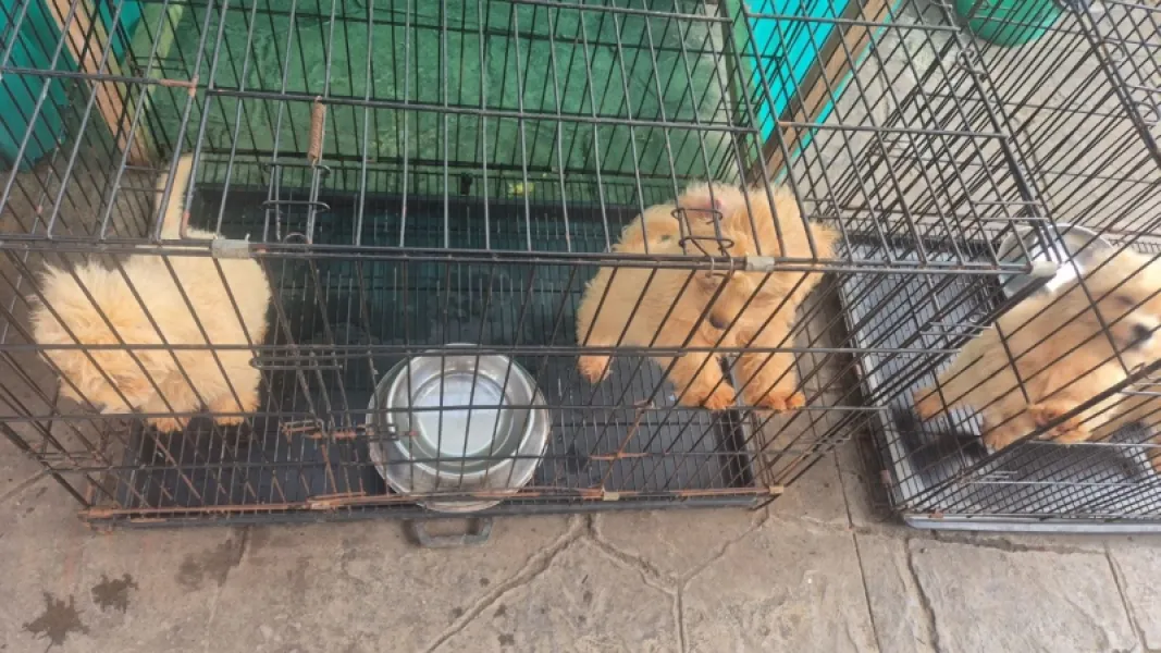 Lhasa female in Lagos
