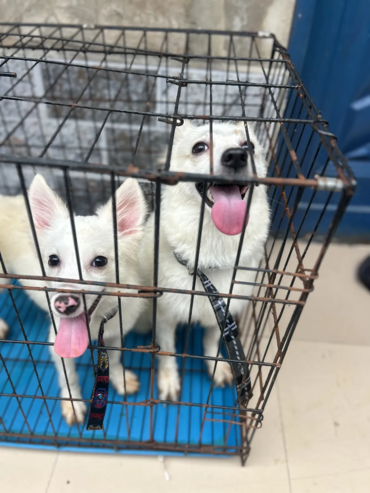 American Eskimo - Image 1