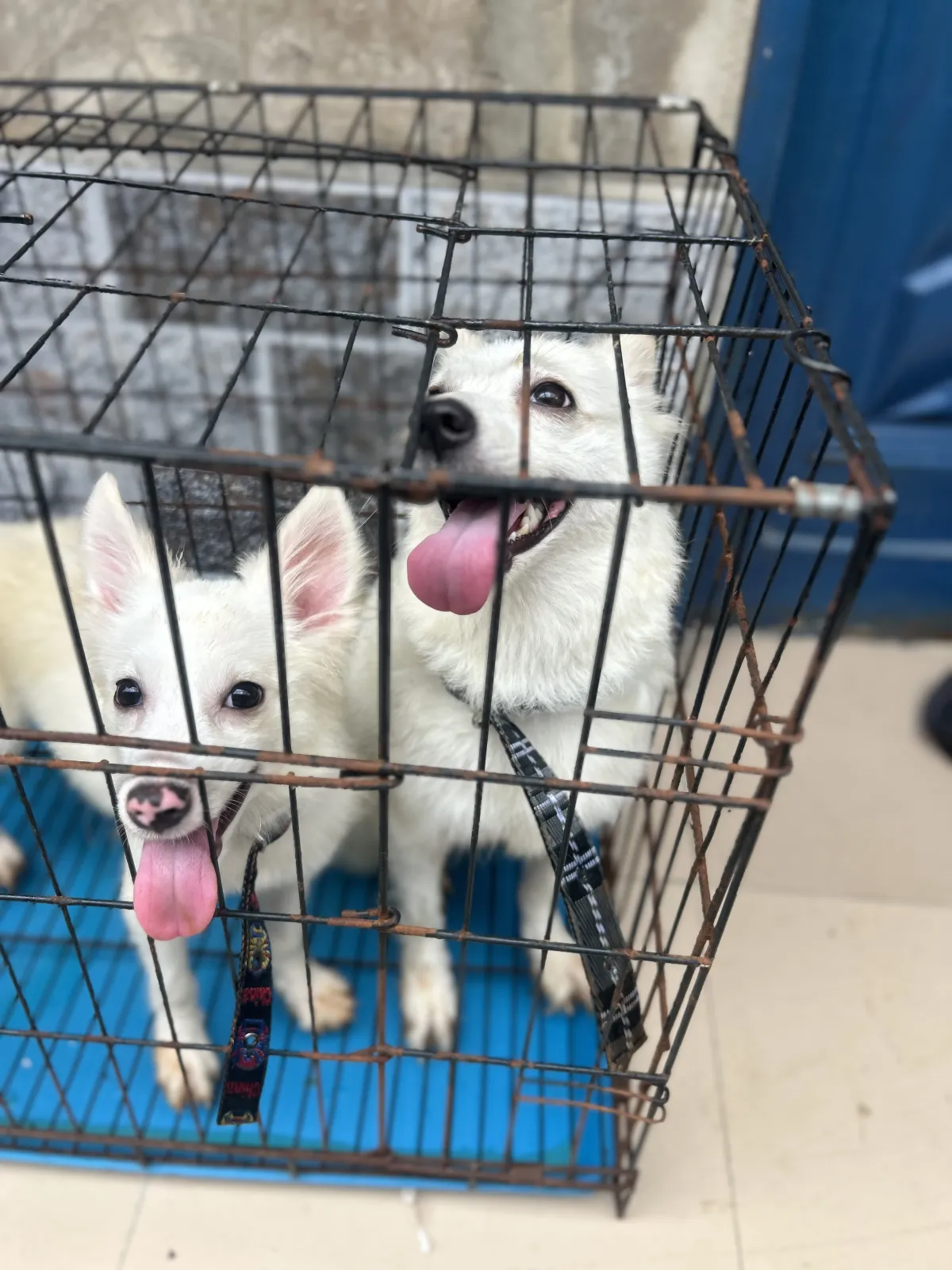 American Eskimo - Image 3