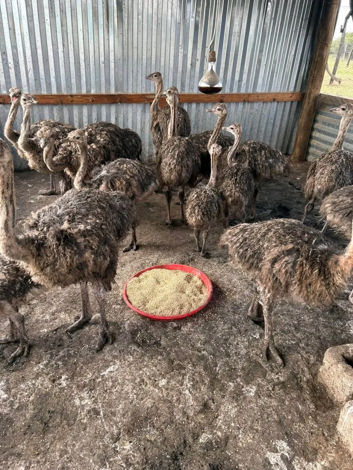 Ostrich for sale - Image 1