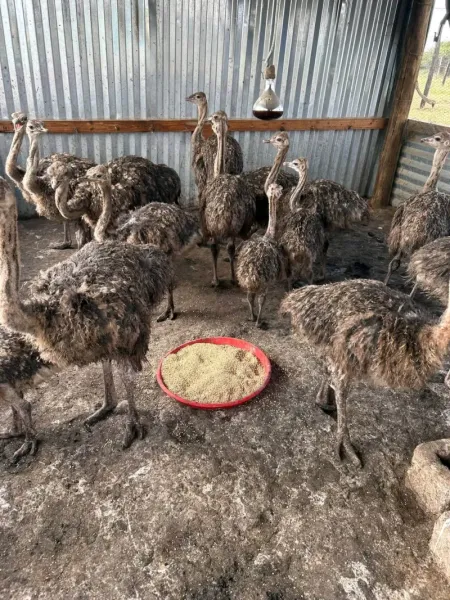 Ostrich for sale