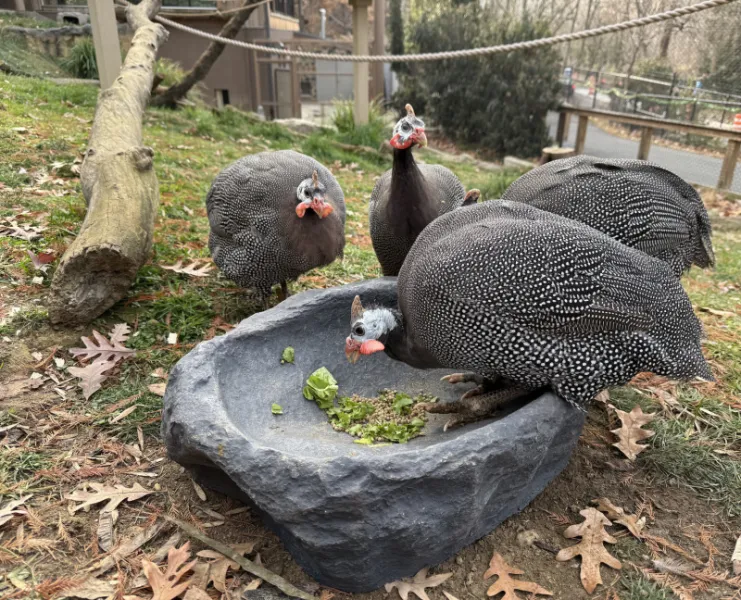 Guinea fowl for sale