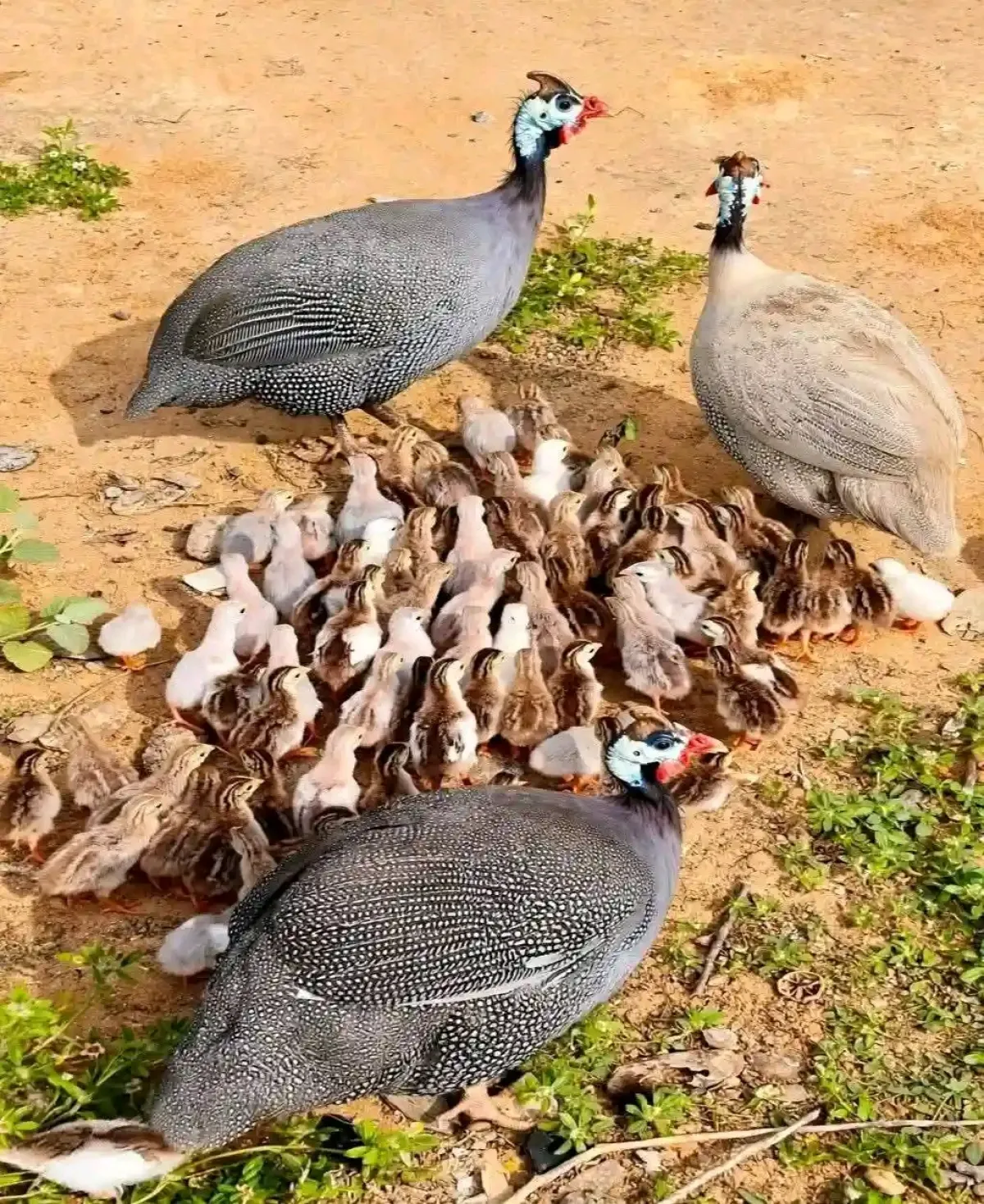 Guinea fowl for sale - Image 2