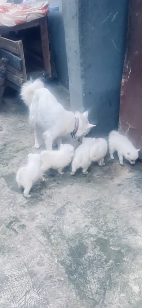 5weeks malefemale eskimo available for new home