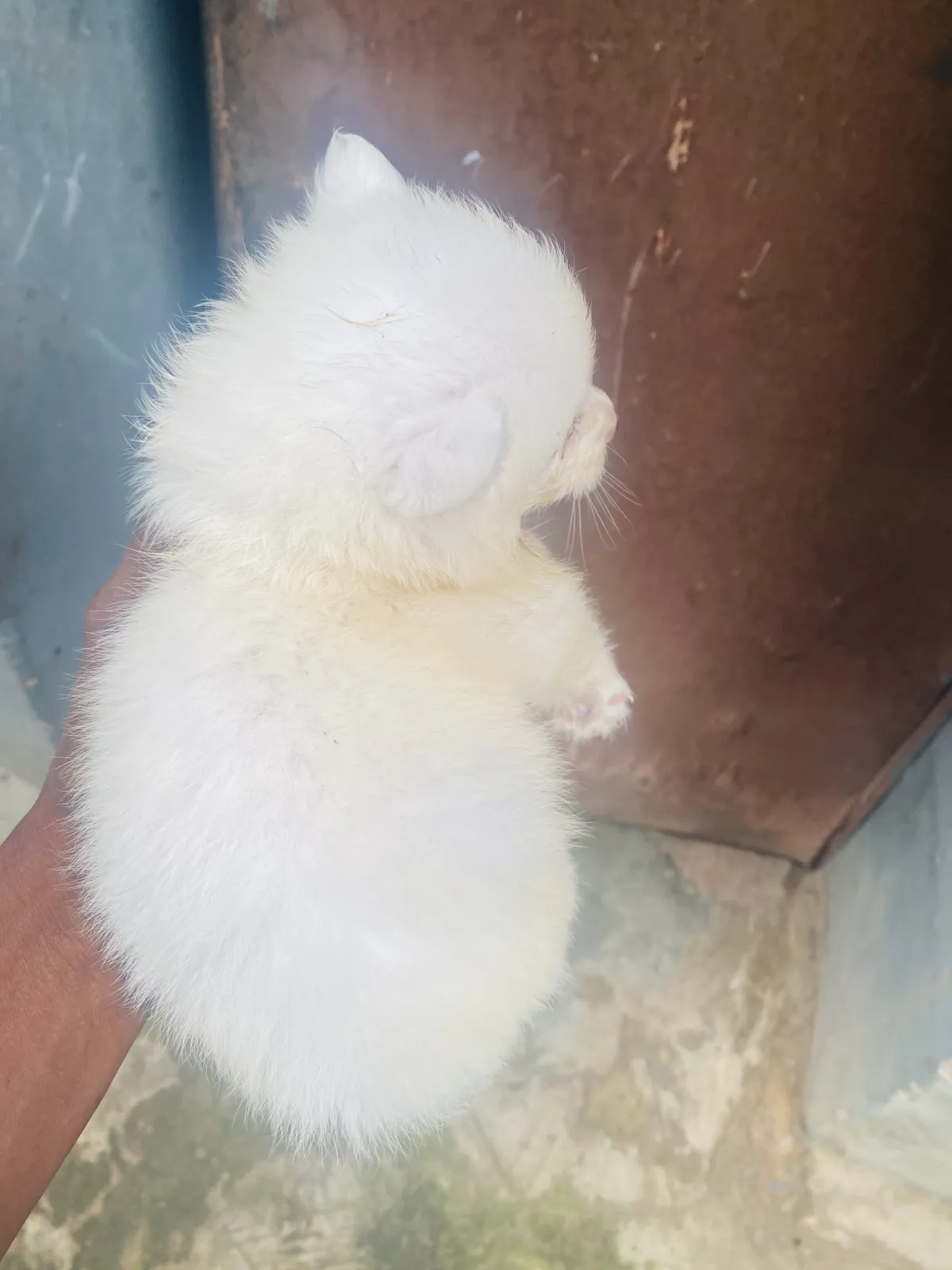5weeks malefemale eskimo available for new home - Image 2
