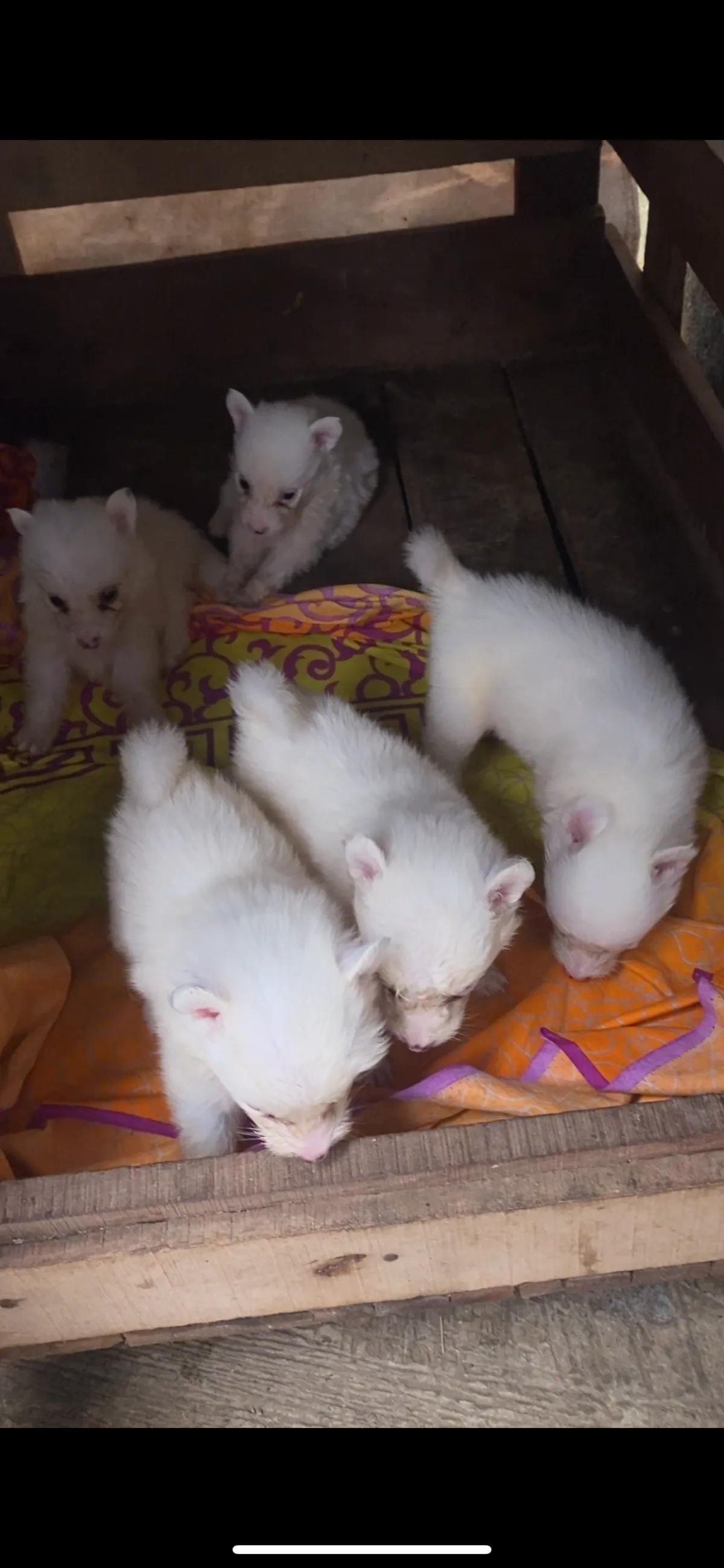 5weeks malefemale eskimo available for new home - Image 4