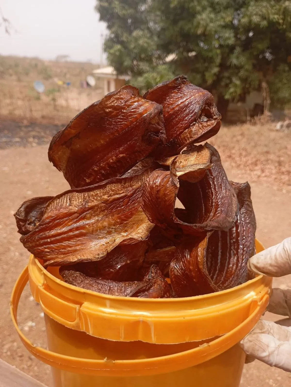 oron crayfish - Image 3