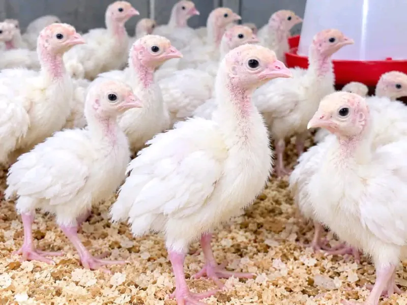 Day old broilers for sale