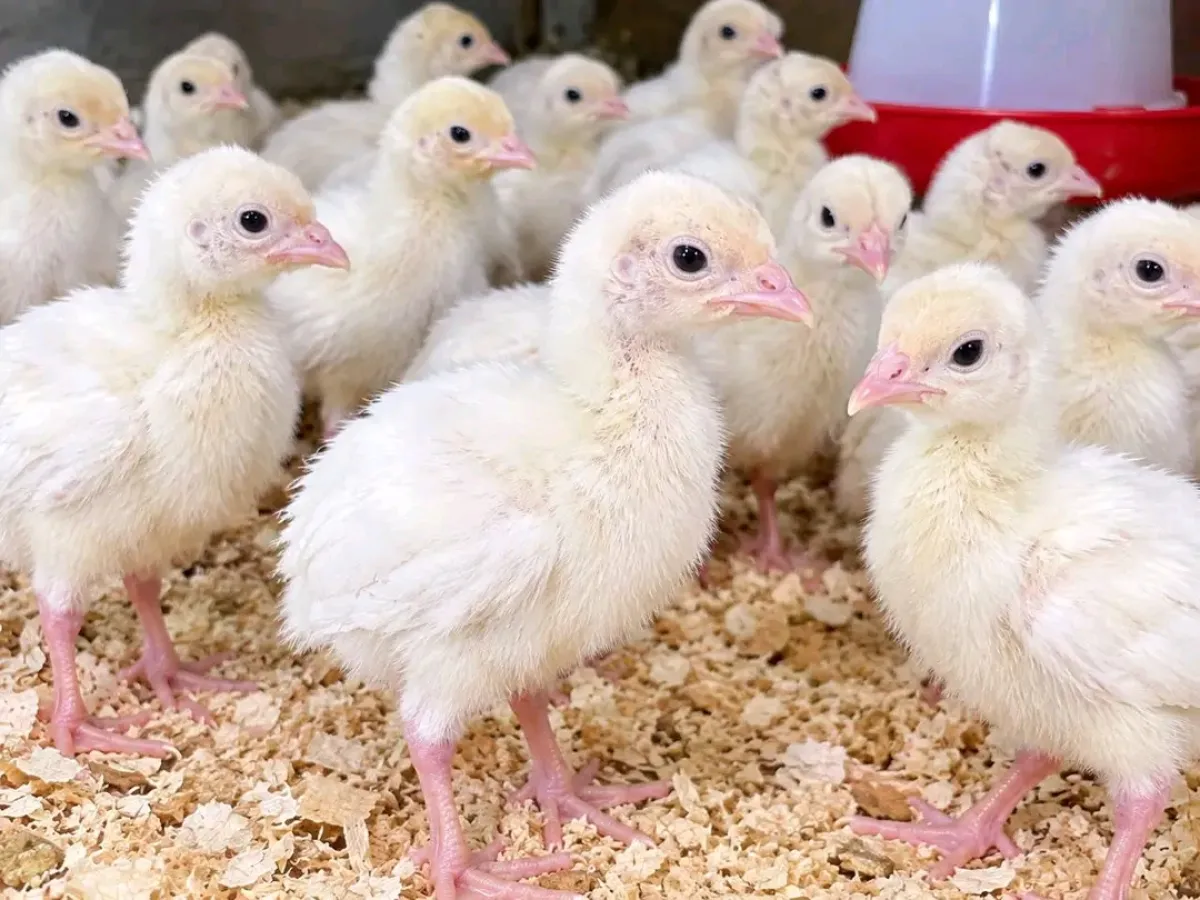 Day old broilers for sale - Image 4