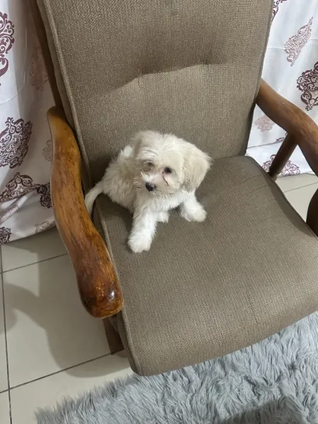 A friendly 3 month male Lhasa Apso