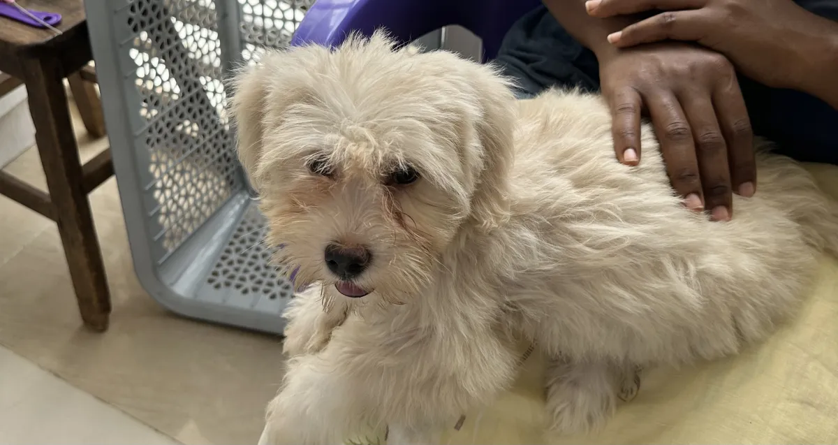 A friendly 3 month male Lhasa Apso - Image 3