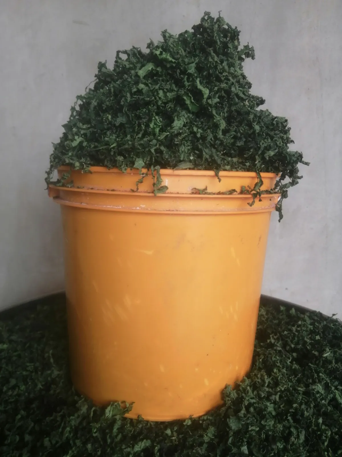 Dehydrated Ugu - Image 1