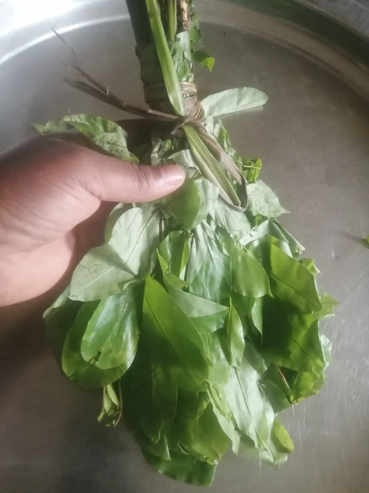 Dehydrated OHA leaves - Image 2