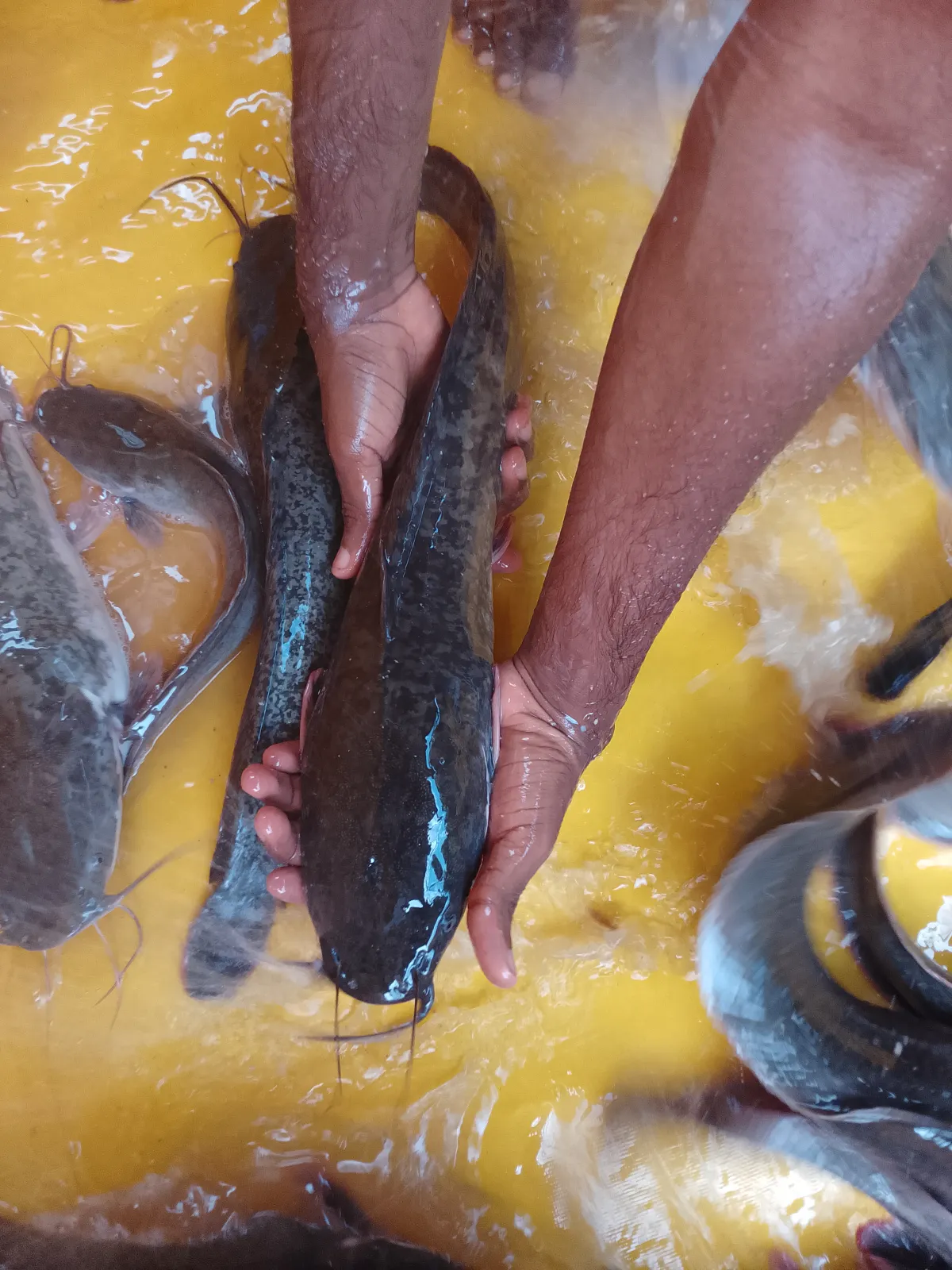 Catfish - Image 1