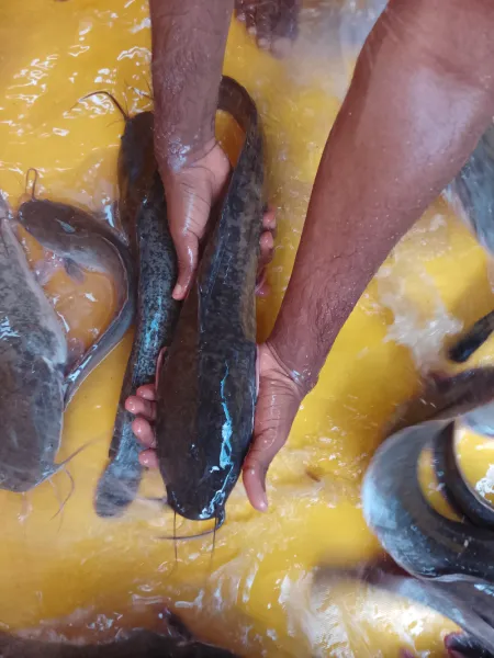 Catfish