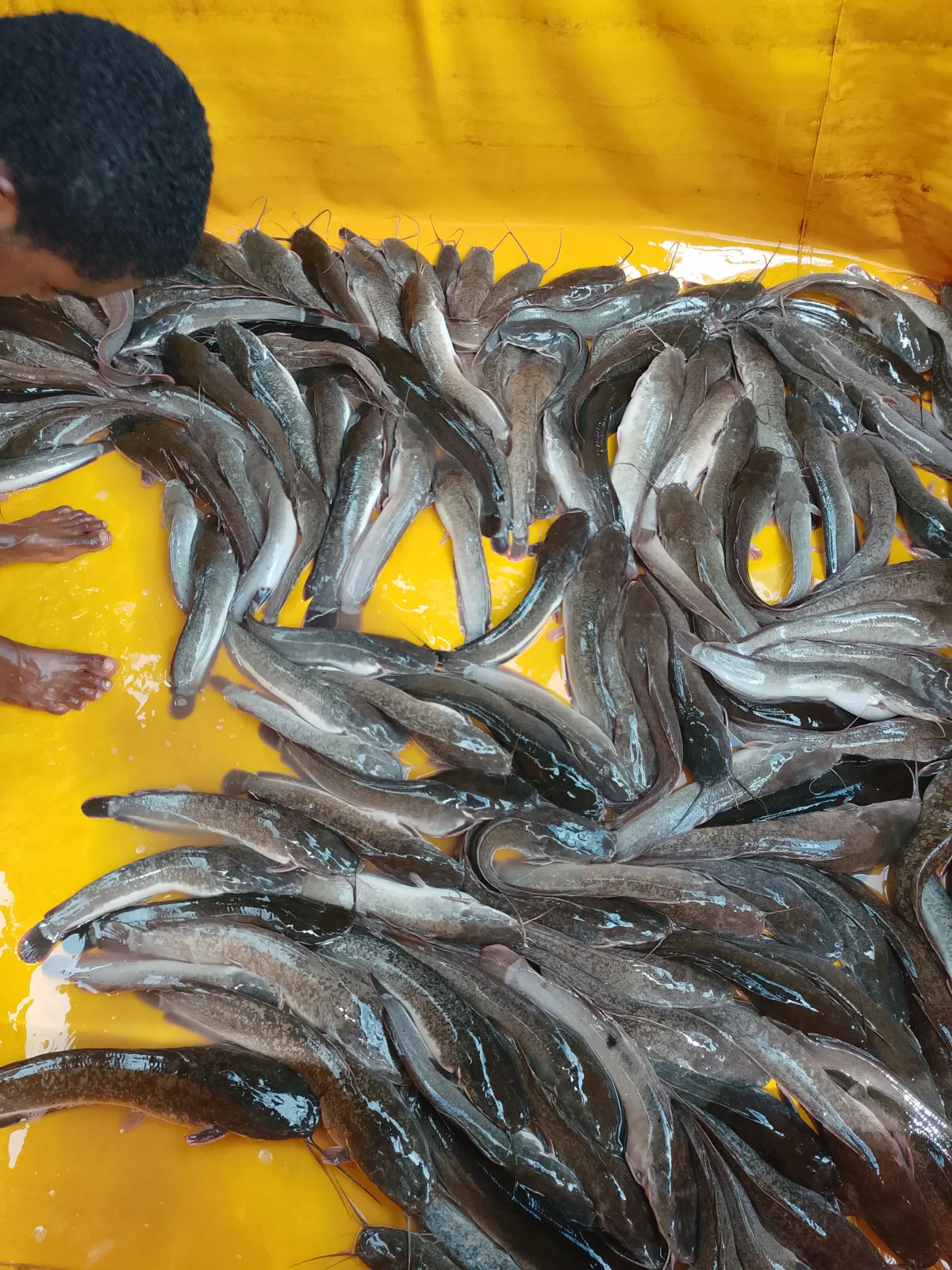 Catfish - Image 2