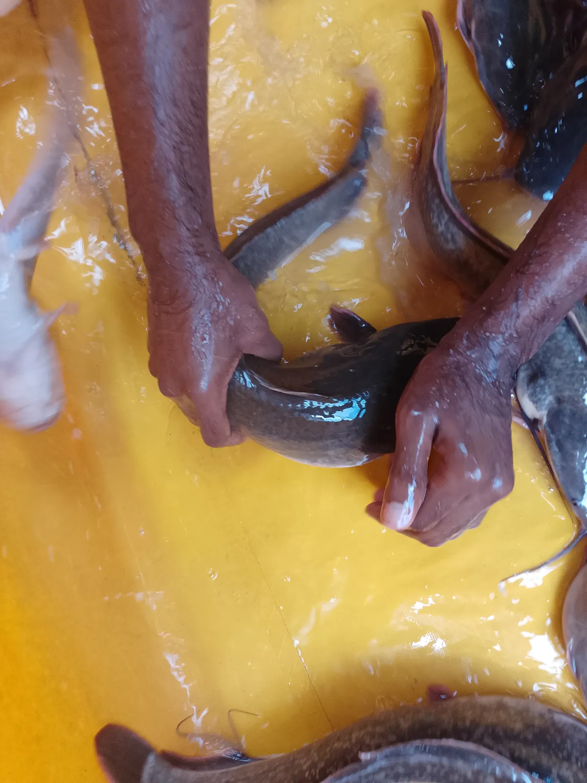 Catfish - Image 3