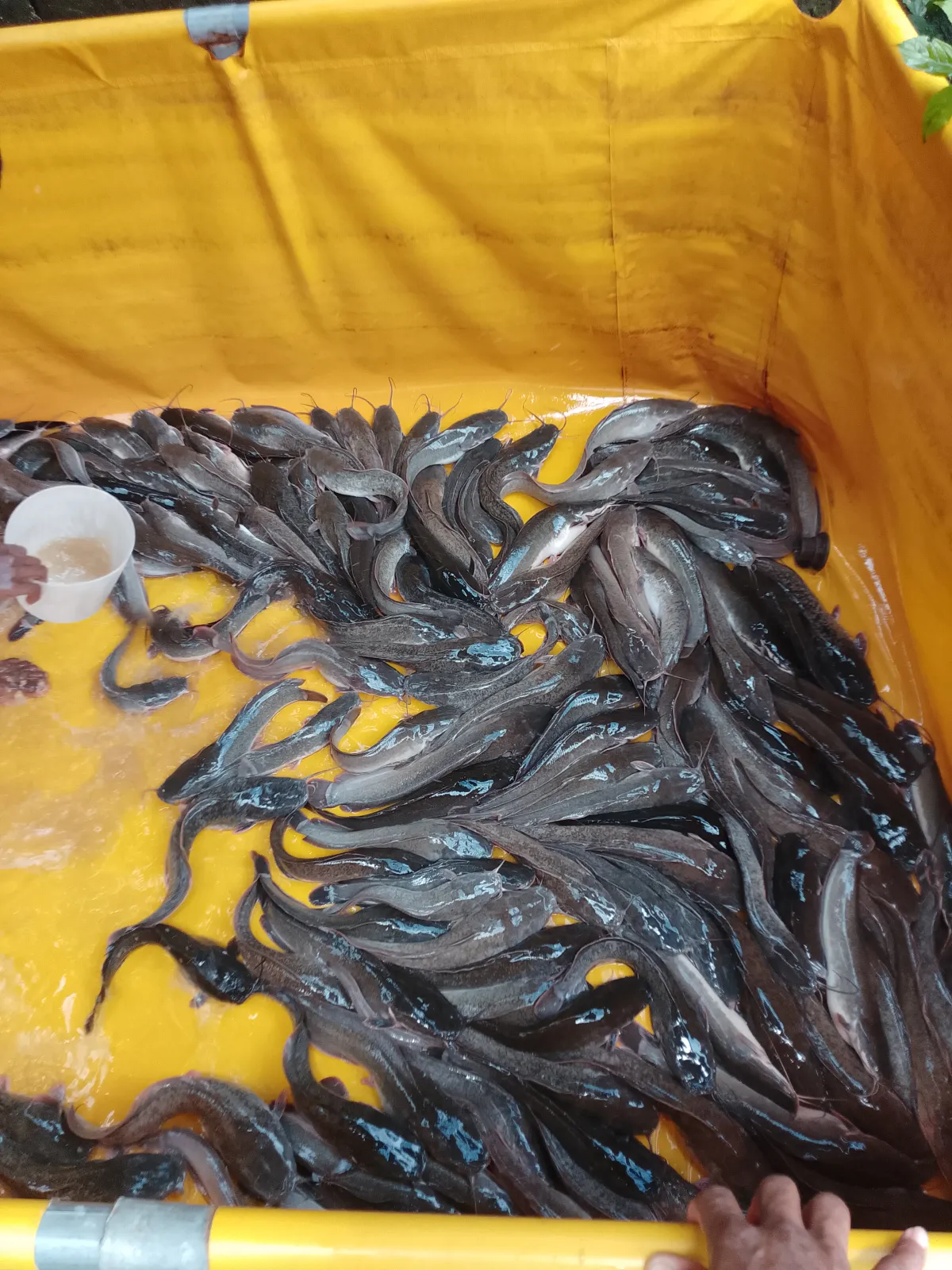 Catfish - Image 4