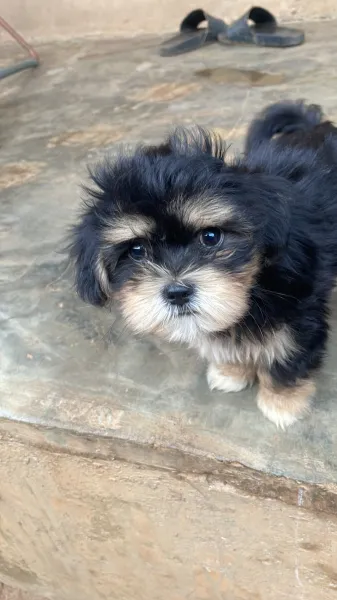 Pure breed Male Lhasa Apso available for new home