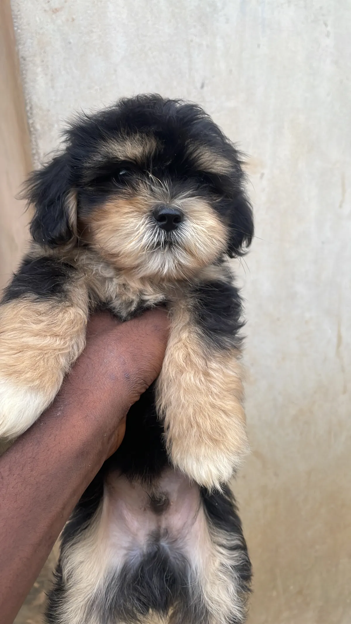 Pure breed Male Lhasa Apso available for new home - Image 2
