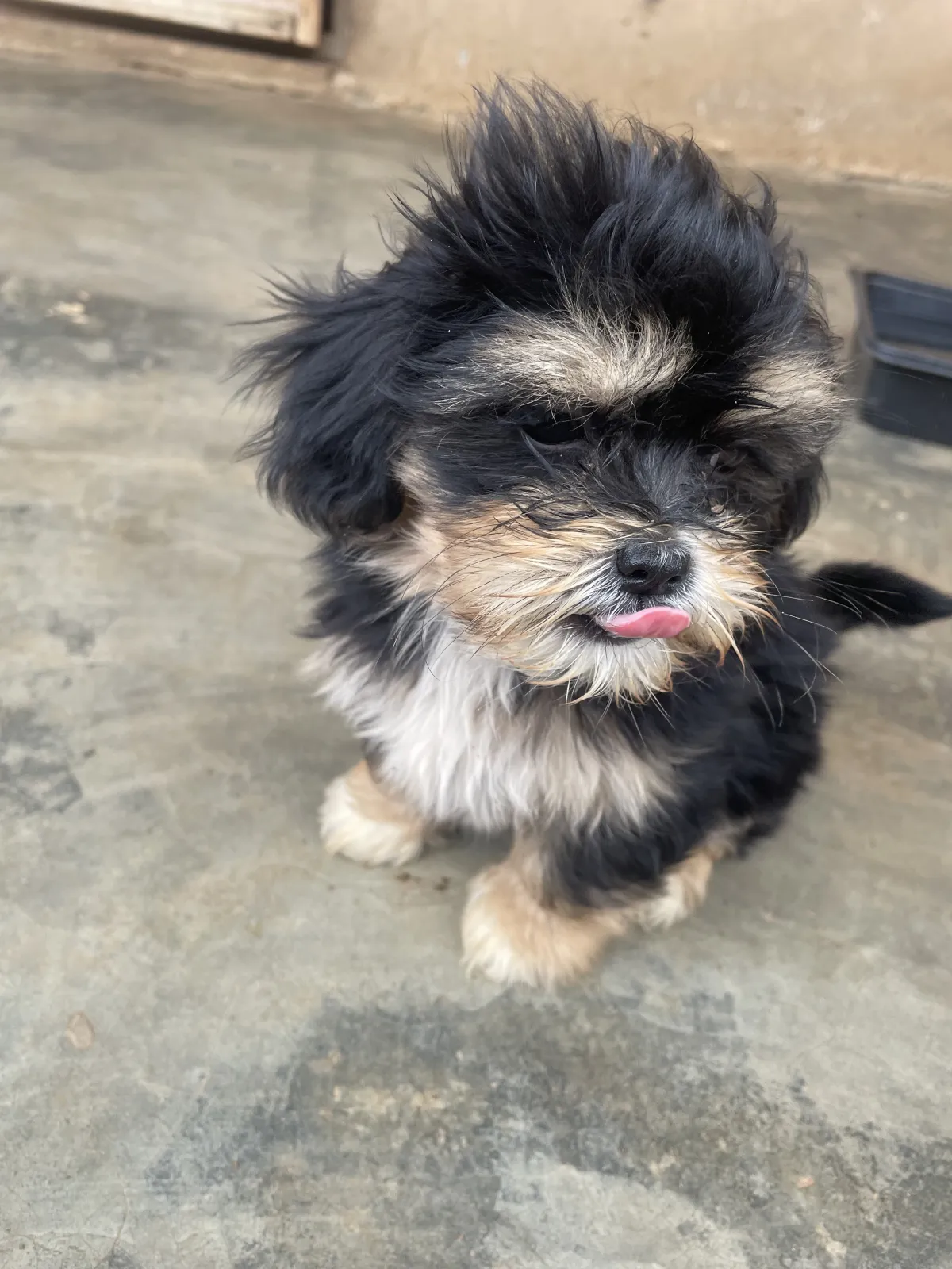 Pure breed Male Lhasa Apso available for new home - Image 5
