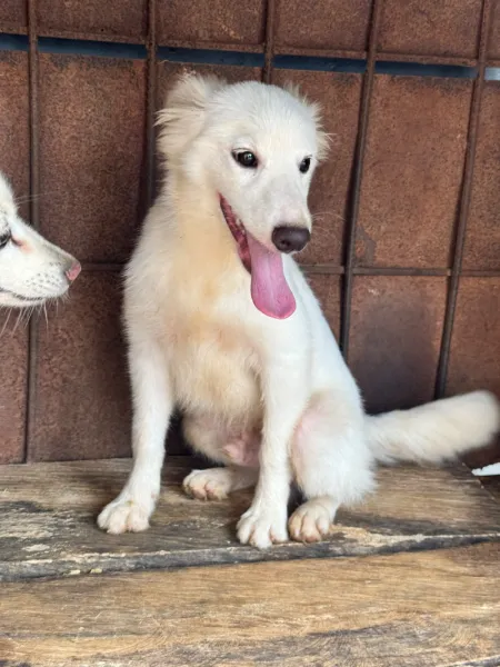 American Eskimo