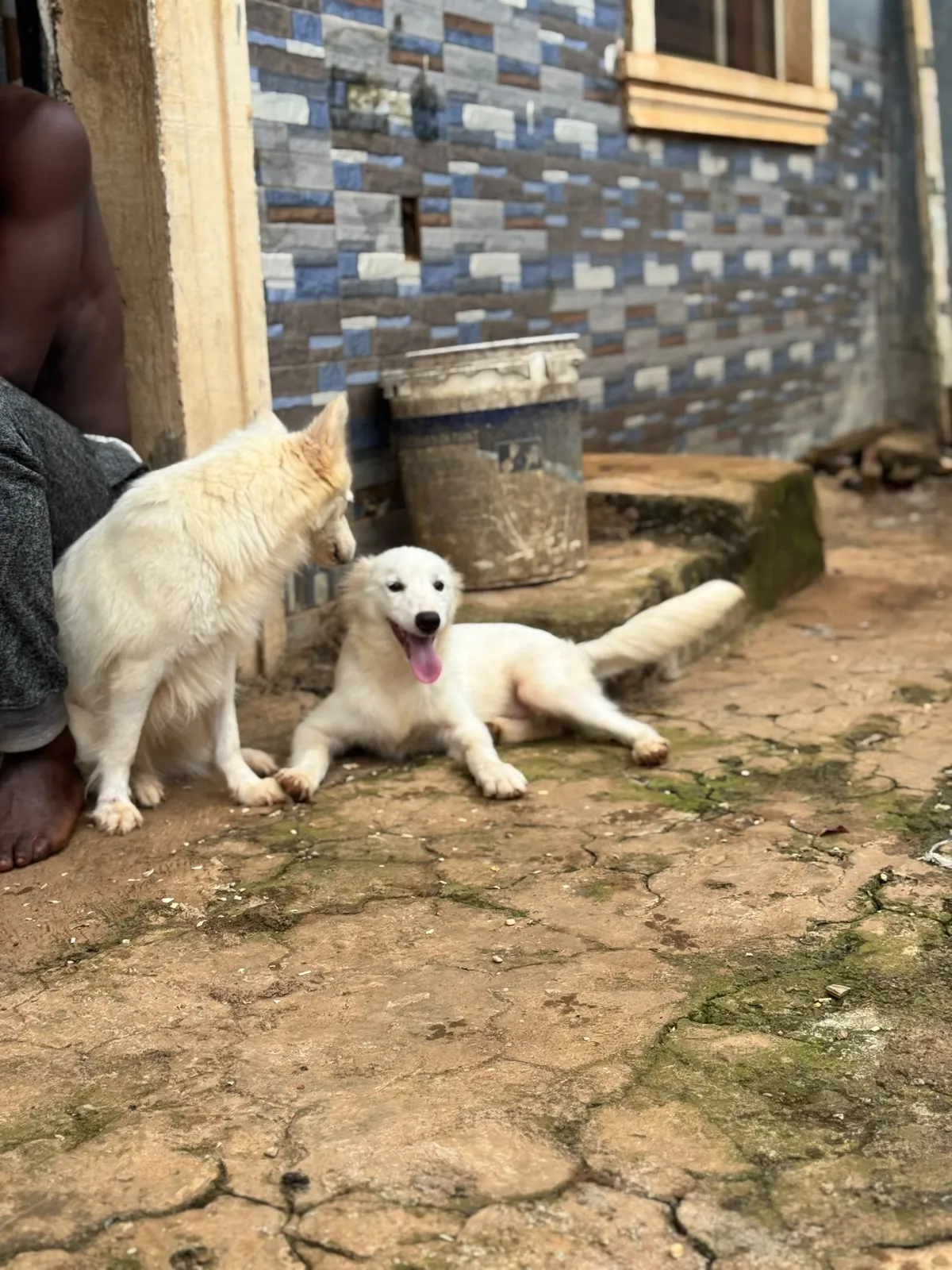 American Eskimo - Image 2