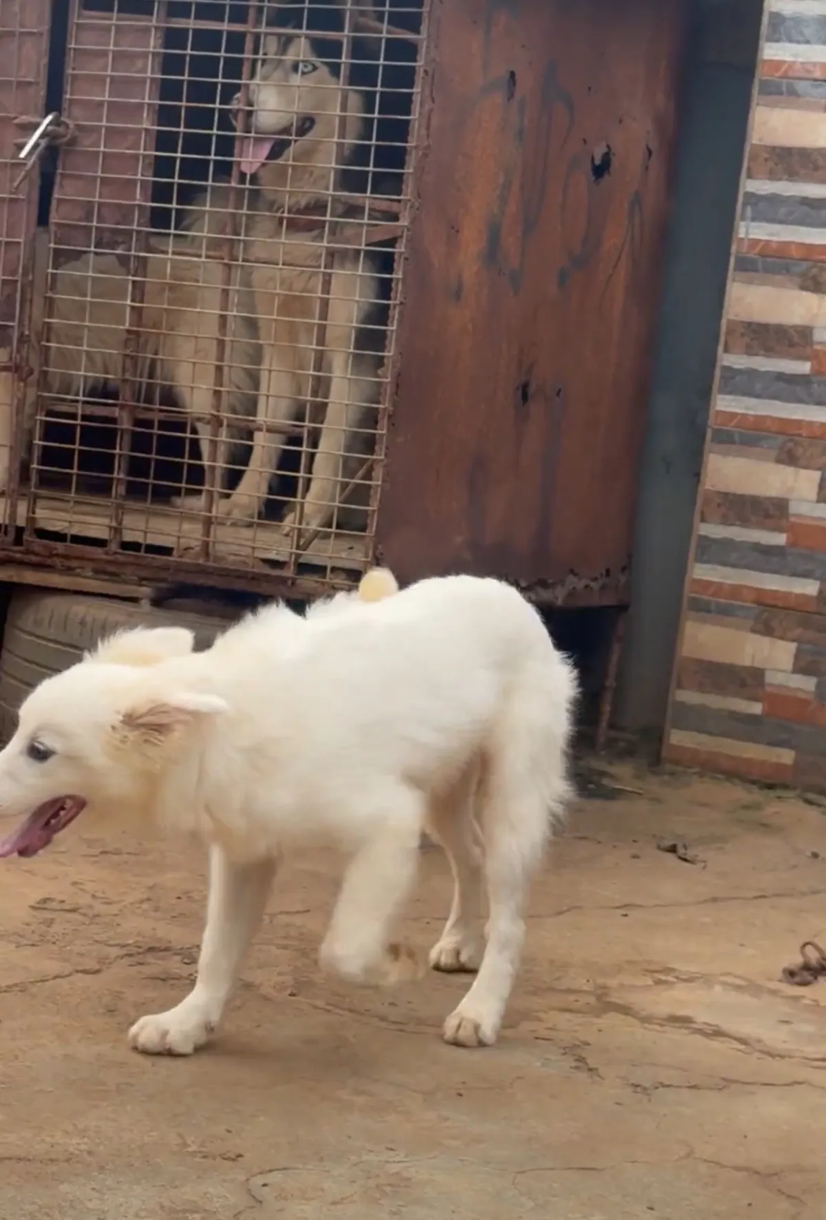American Eskimo - Image 3