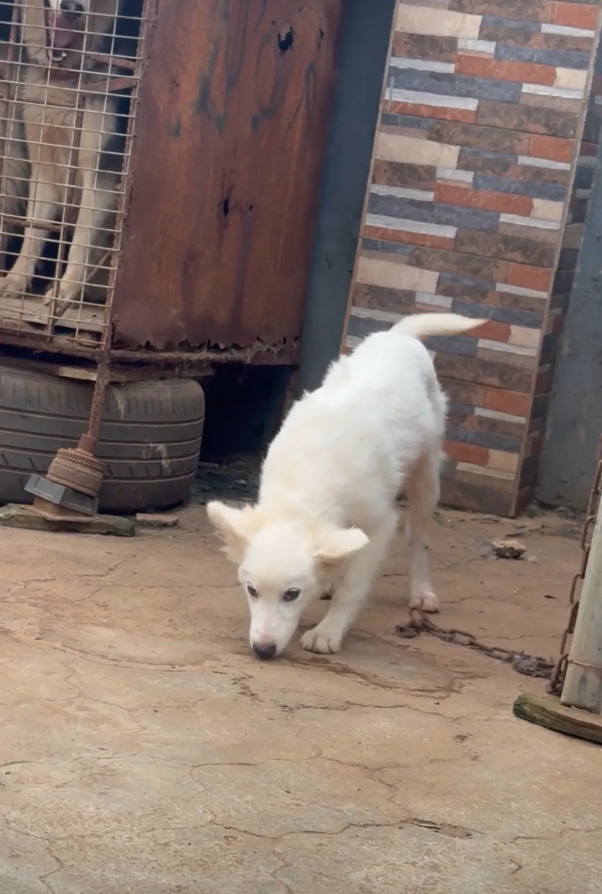 American Eskimo - Image 4